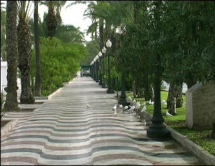 Alicante, Paseo de las Palmeras.